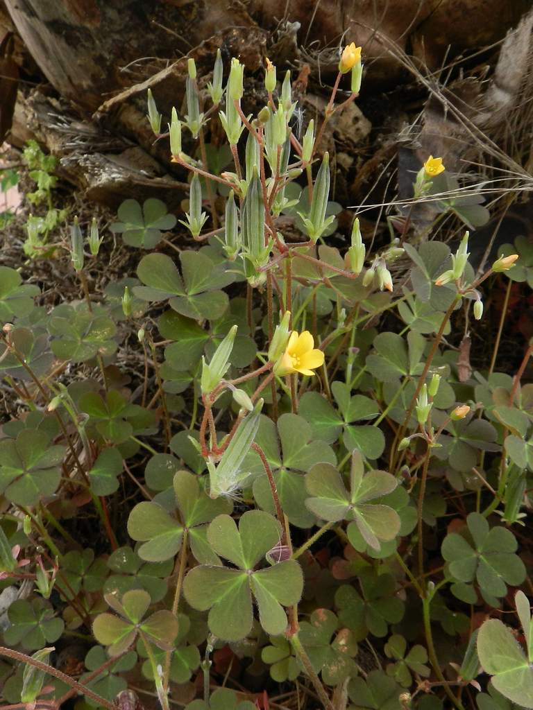 Oxalis cfr. corniculata